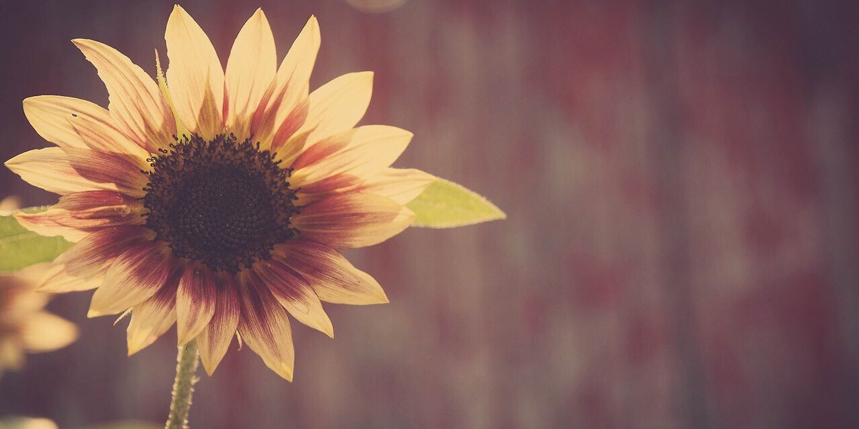 meghan_clem's profile banner image