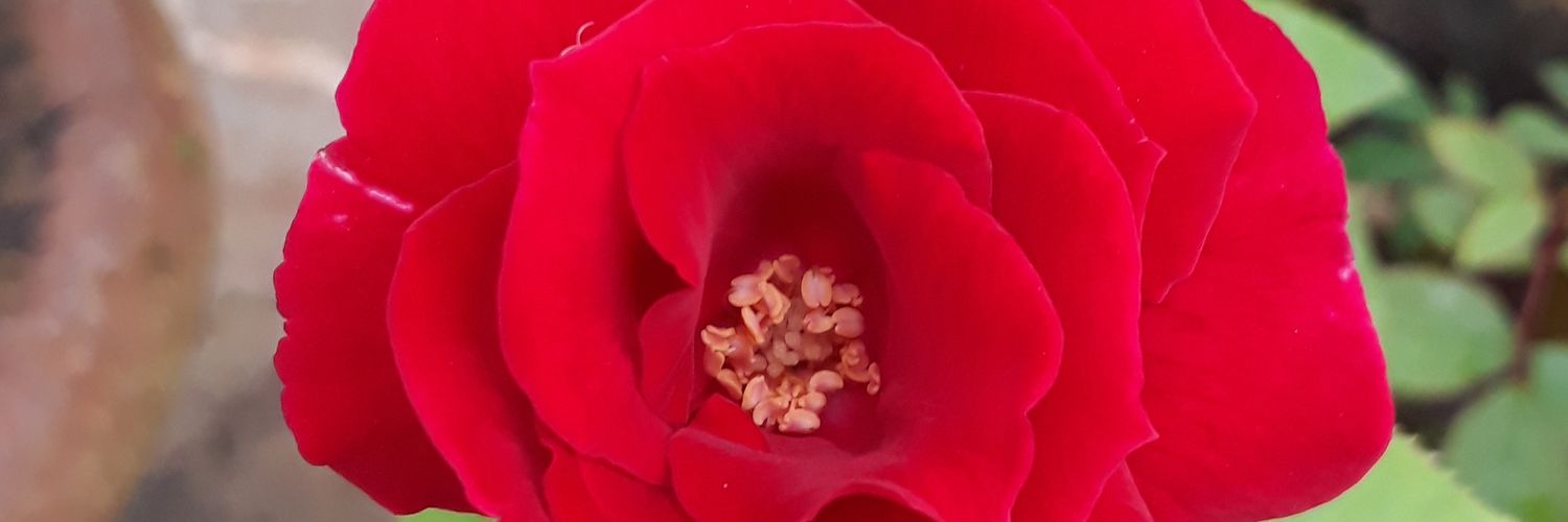 lovelyreshim's profile banner image
