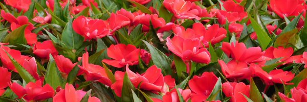 ms_lake_ Profile Banner