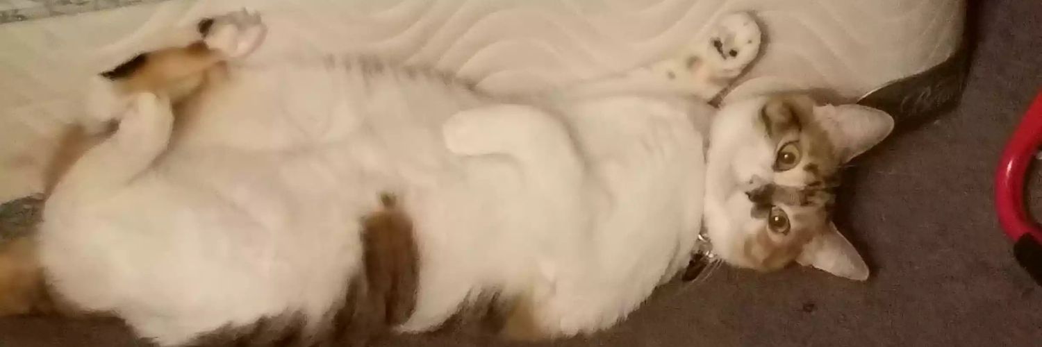 Everafterhapily's profile banner image