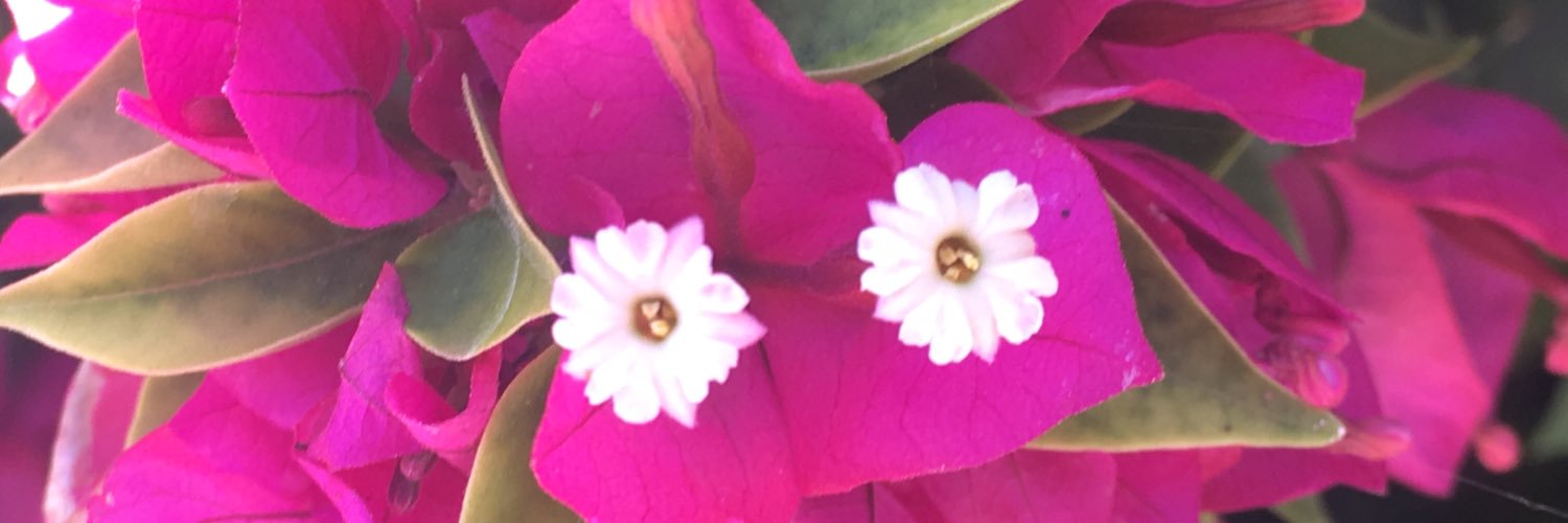 alitaylorstokes's profile banner image