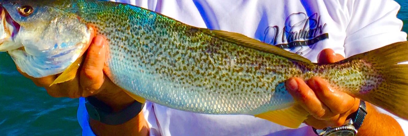 WeatherbyAngler's profile banner image