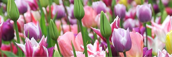 Prisca Kleijn banner