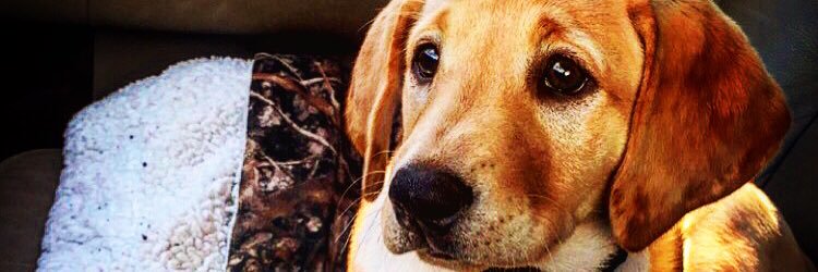 Mason_Collier's profile banner image