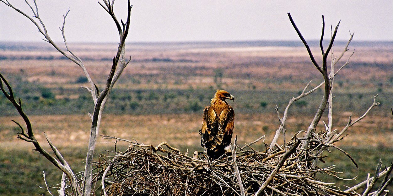 Felicity McLeod banner
