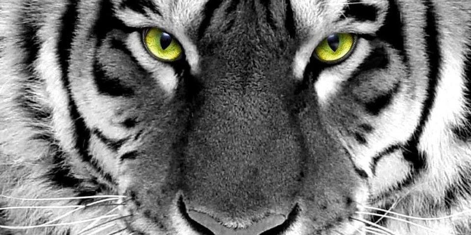 Gimmik_Mrx's profile banner image
