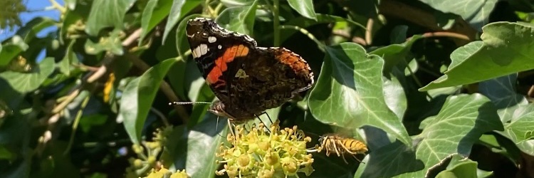 Max Donheiser banner