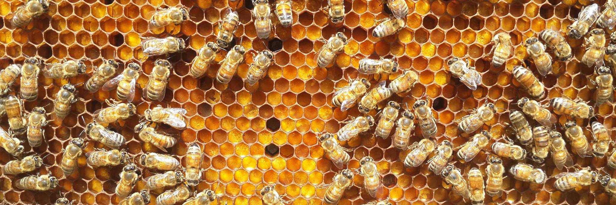 We Bee Keepin' banner