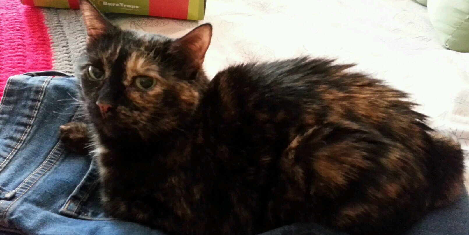 The Darque Queen banner