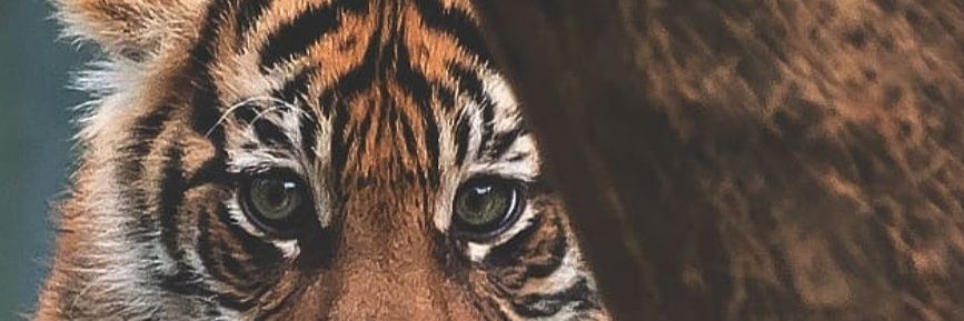 Kiayfarid's profile banner image