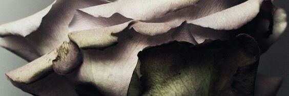 zenaabeda's profile banner image