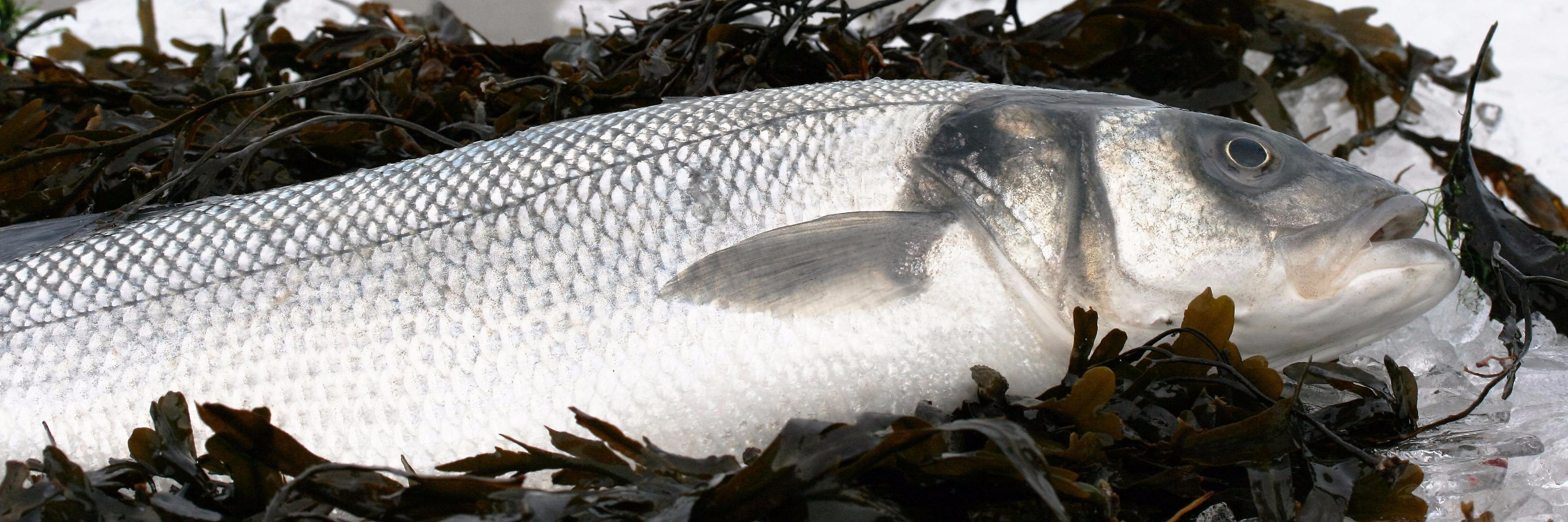 BrixhamSeafish banner