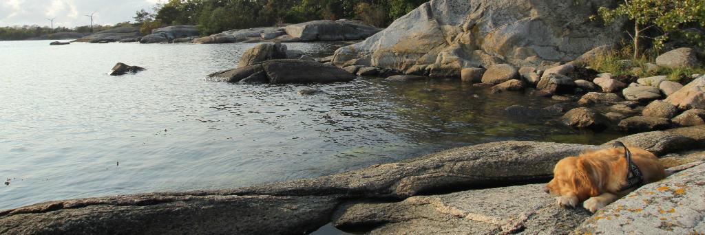 Saverio Bartolini Lucenti banner