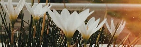 nisshaay's profile banner image