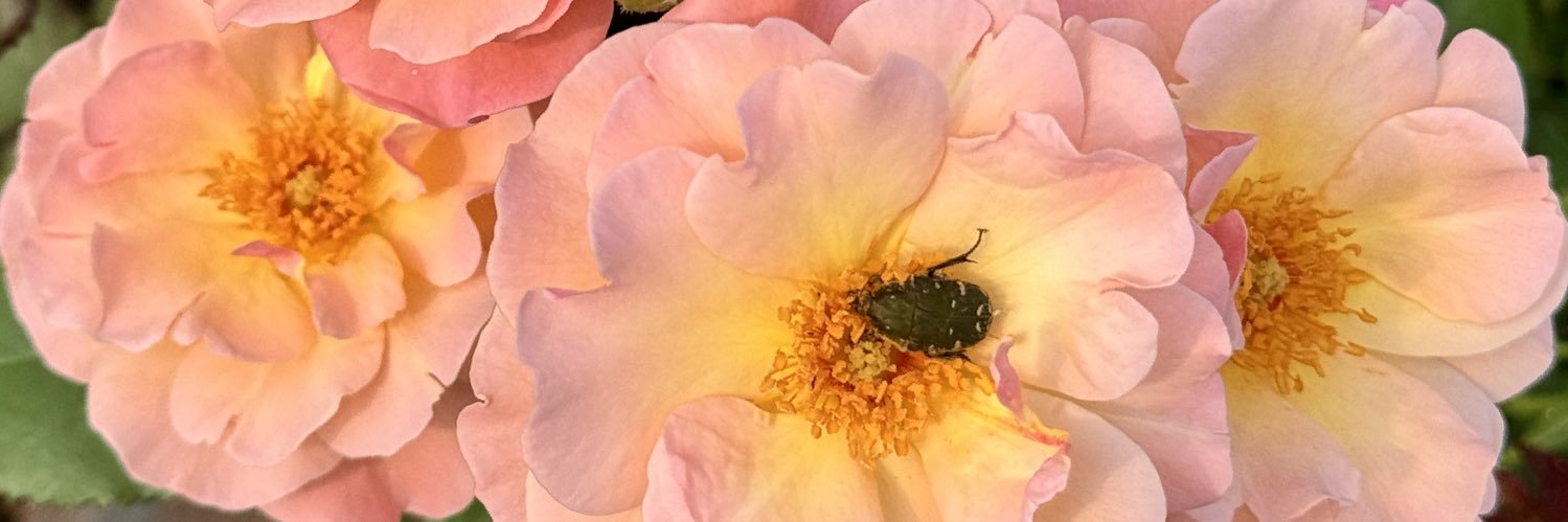 てんちょー🌹ピーキャットローズショップ（バラ苗・園芸資材） banner