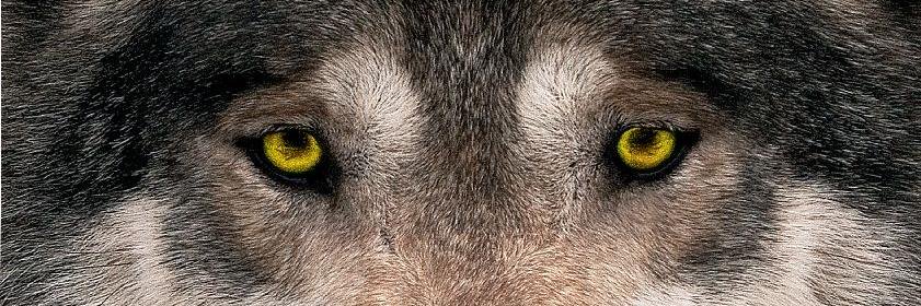 ReifenWolf's profile banner image
