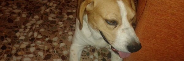 Piiittter Profile Banner