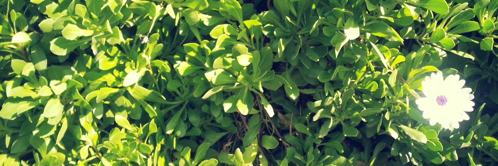 Chelsea Robinson banner