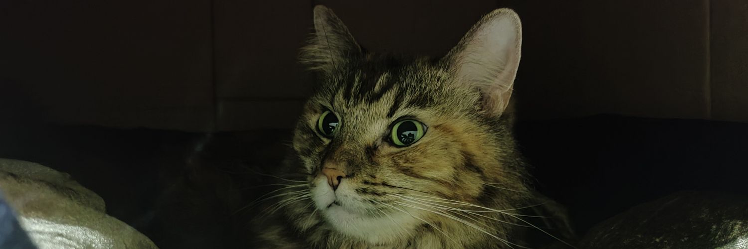 gomzilla's profile banner image
