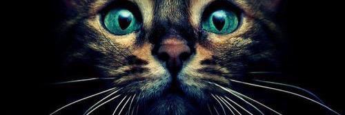 walkyries_'s profile banner image