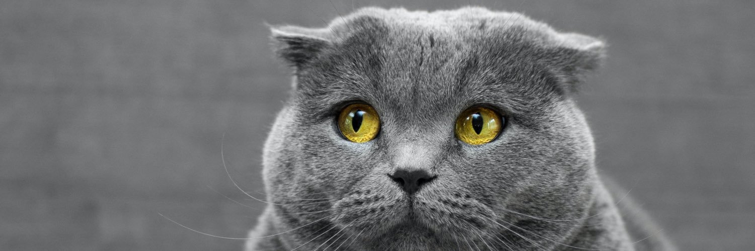 KafiRobbiW's profile banner image