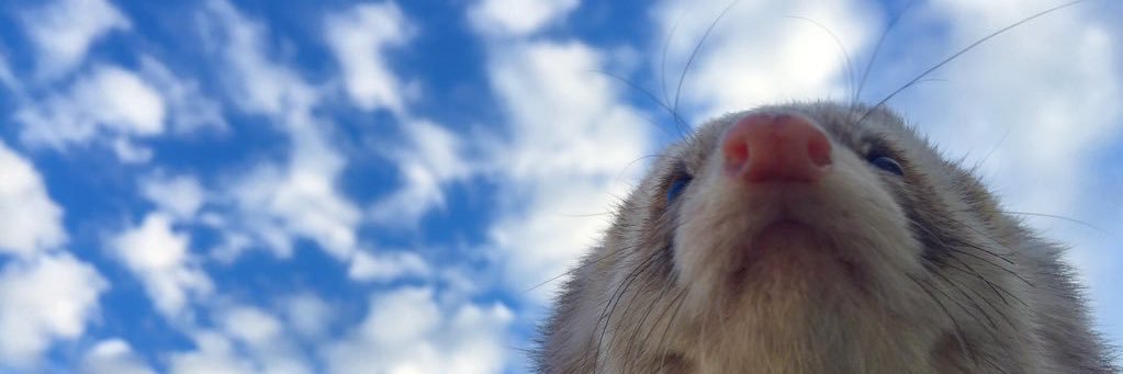 yochirho's profile banner image