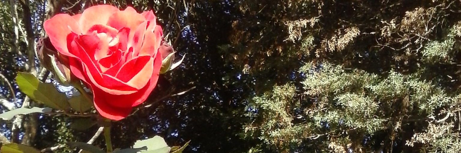 DjBelmonte's profile banner image