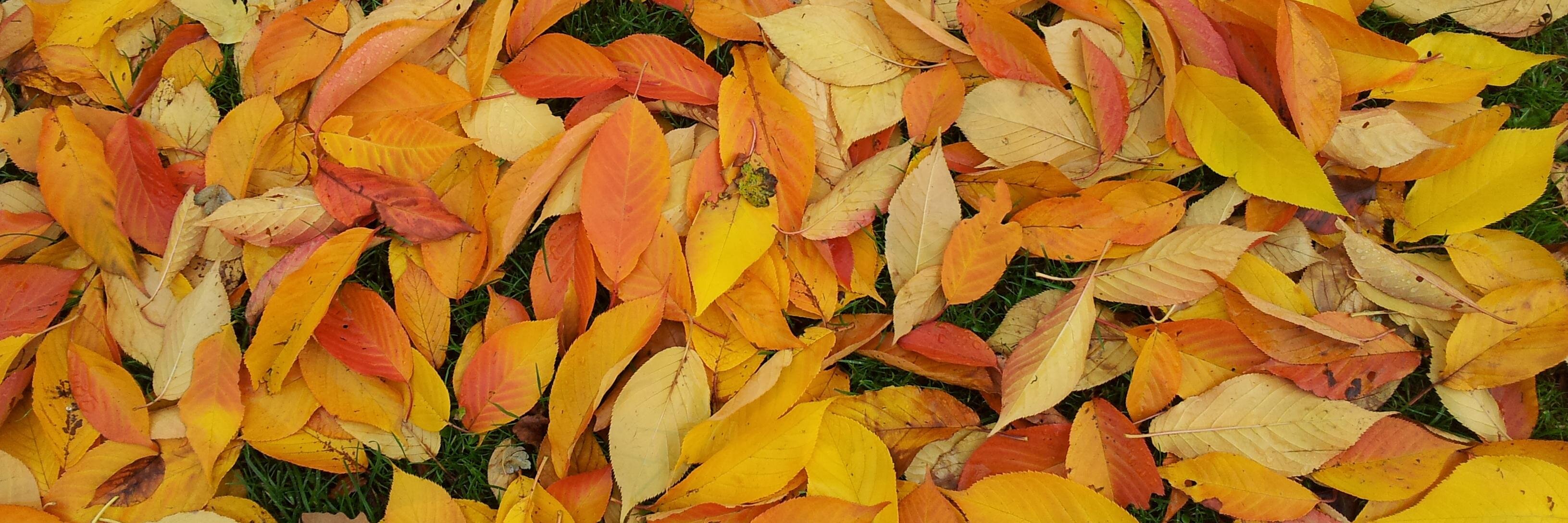 ciacox's profile banner image