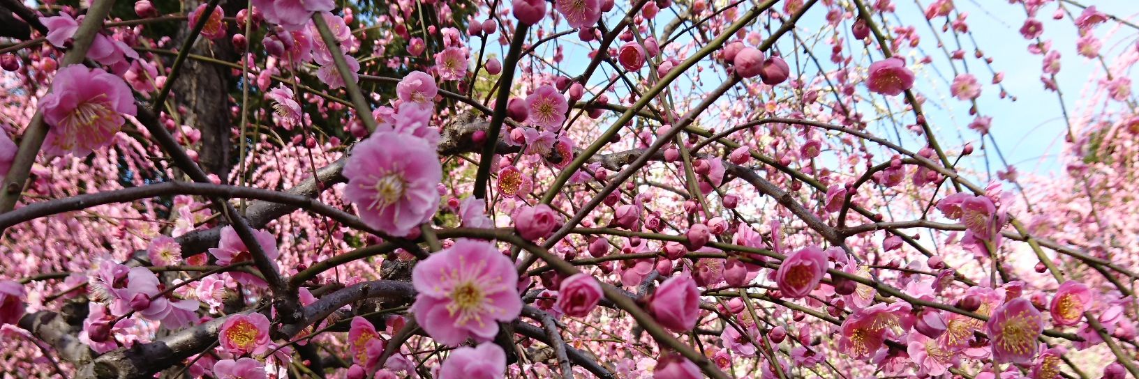 †┏┛ミラ┗┓†@コロナ滅すべし慈悲はない banner