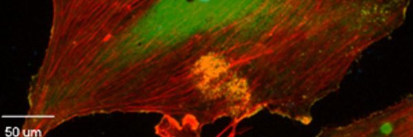 dhmpdeRus Profile Banner