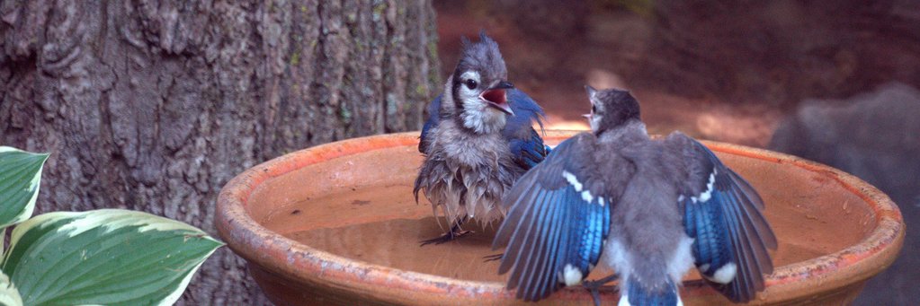 EverythingBirdW's profile banner image