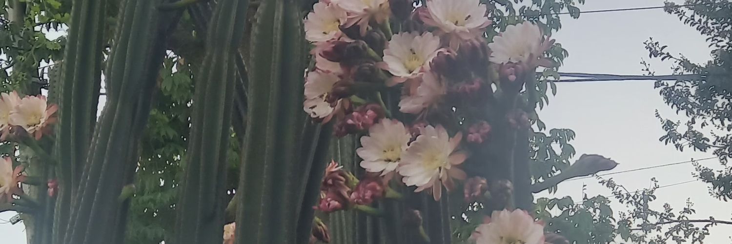 FerArandaaa's profile banner image