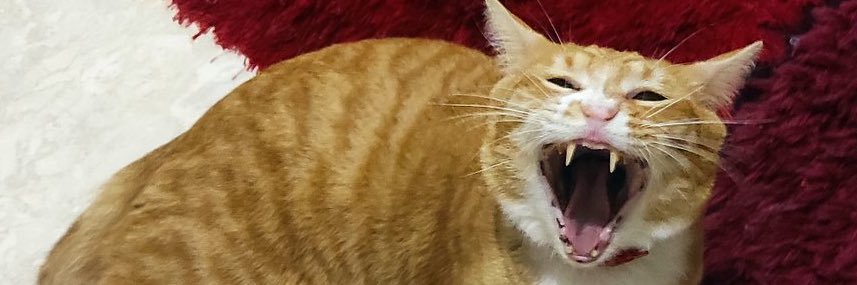 Rachel Annisaa banner