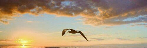 Rabab1_1's profile banner image
