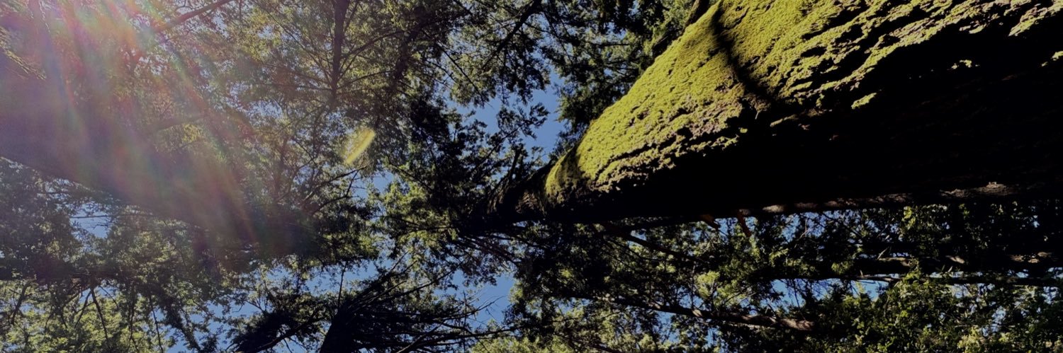 devipirts's profile banner image