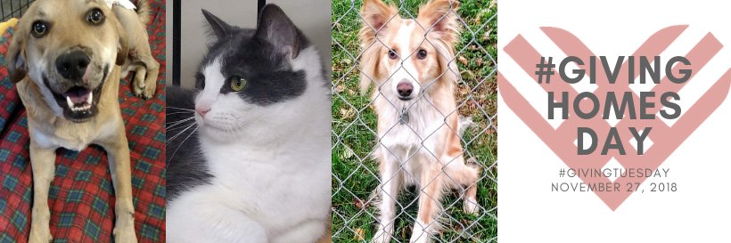 BestPalsRescue's profile banner image