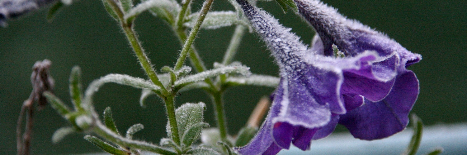 jaheumann's profile banner image