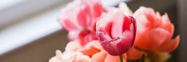 🍄Honey 🍯 banner