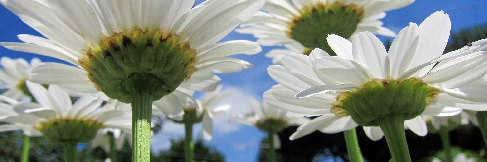 LHarrisonPiane's profile banner image