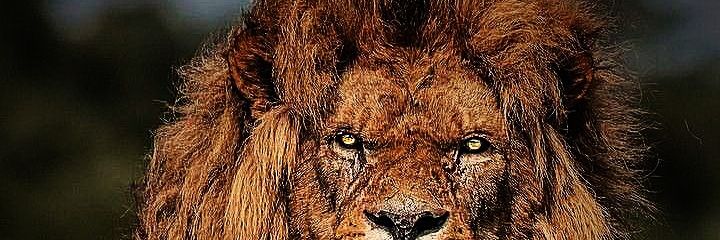 Subha_Bidyut's profile banner image