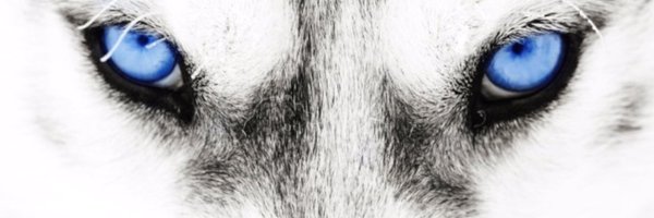 CHSLadyHuskies Profile Banner