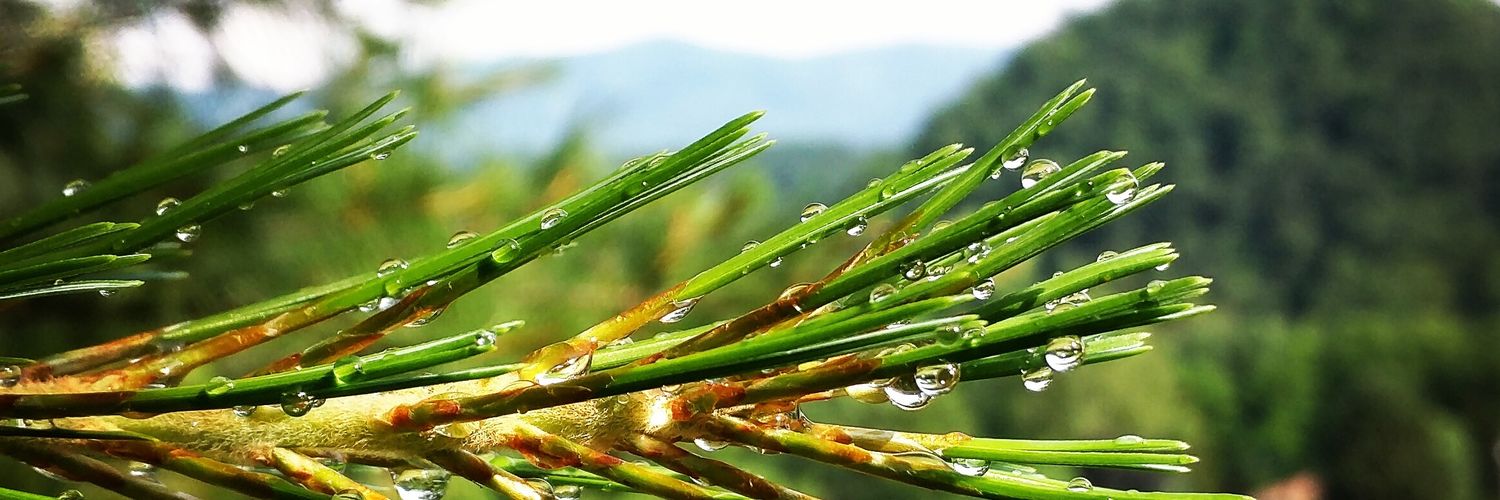 Marcus Griffin banner