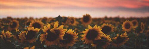 Anna_Rocque's profile banner image