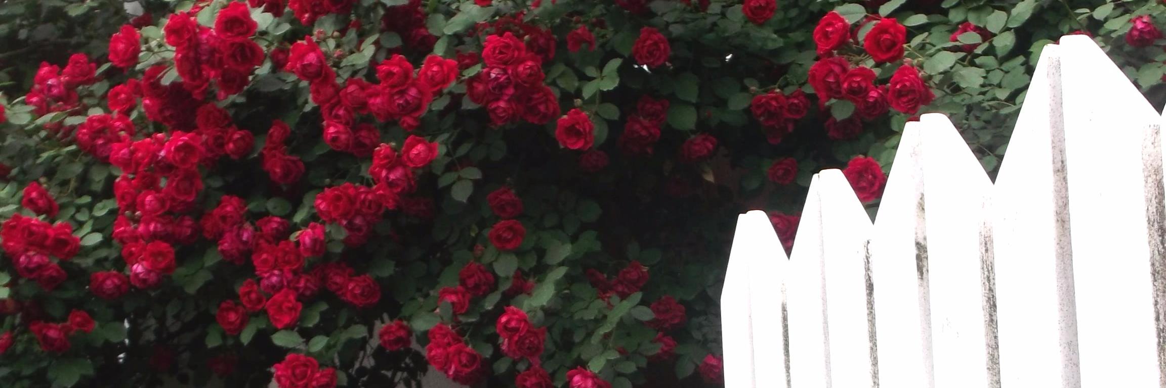 Trudy_Chun's profile banner image