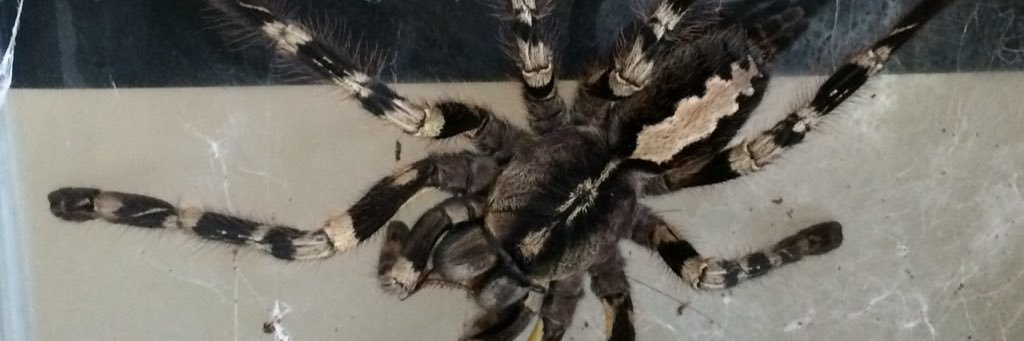 Markuuuss's profile banner image