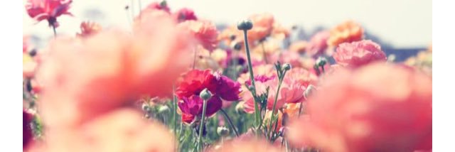CharlotteBerg91's profile banner image