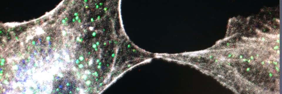 Masia Maksymowicz banner