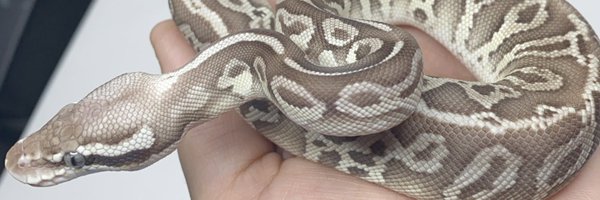 jak_reptiles Profile Banner