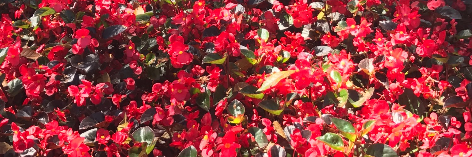 daneliacardona's profile banner image