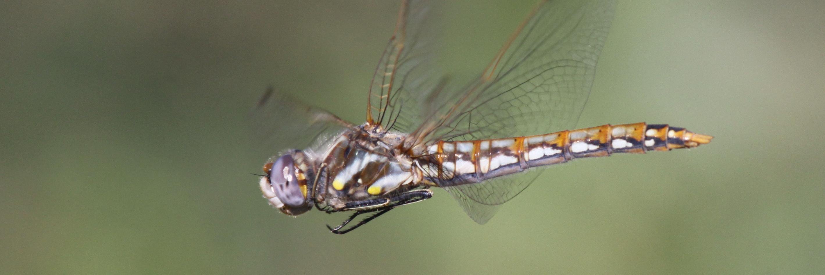 Dragonfly MDP banner